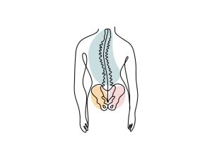 A colored continuous line illustration of a human back showing the spine and lower pelvic area.