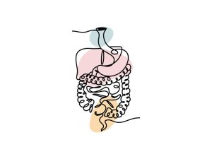A colored continuous line illustration of the human digestive system showing the stomach, small and large intestine, and rectum.